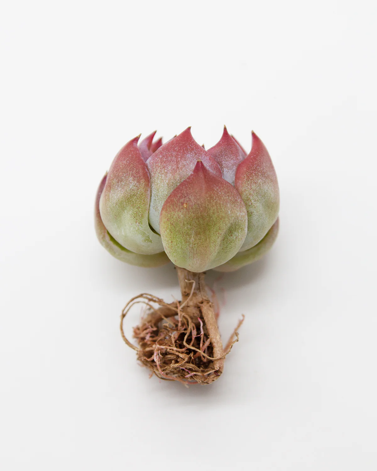 Echeveria Cararien - Image 2
