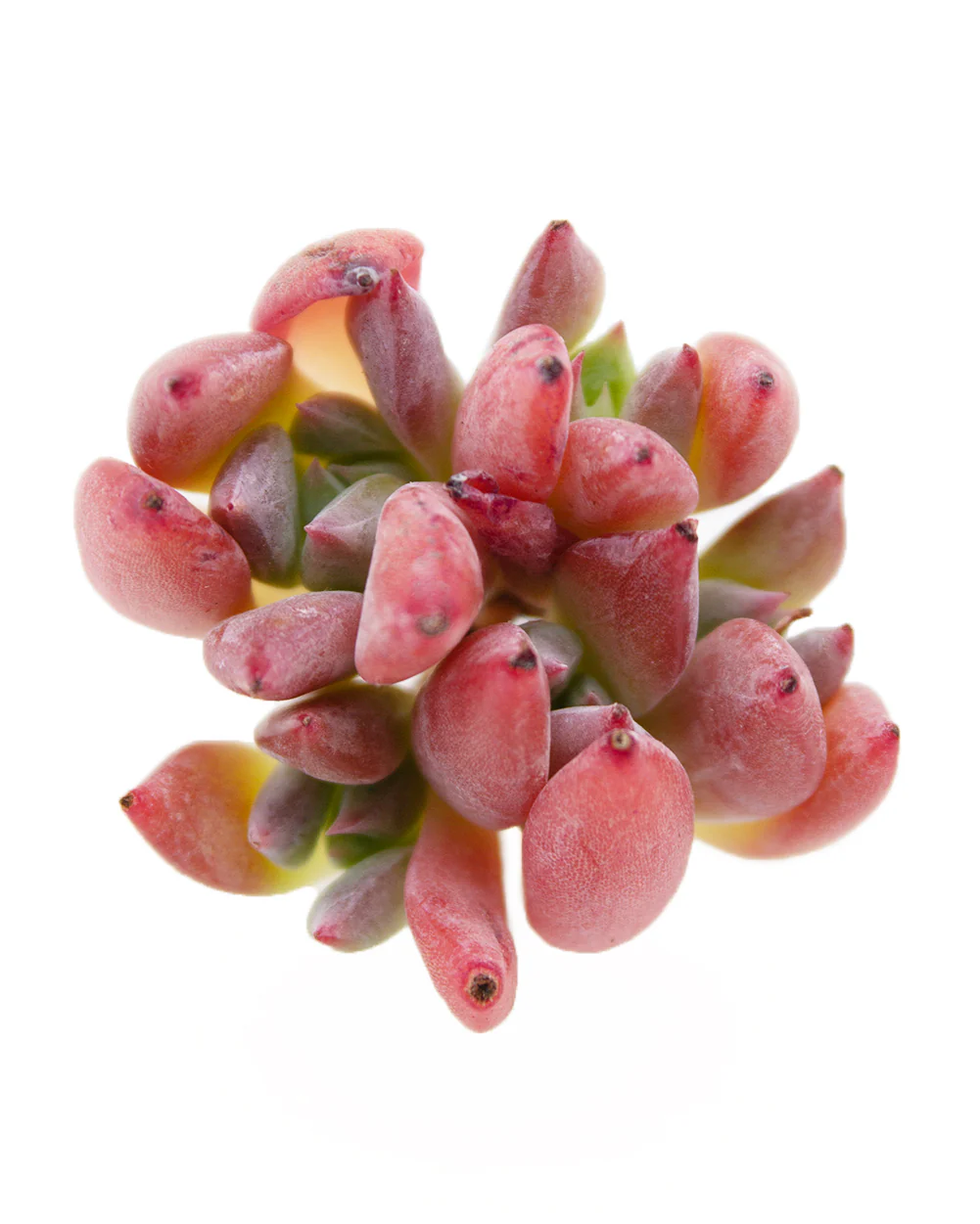 Echeveria Caribean Blue - Image 2