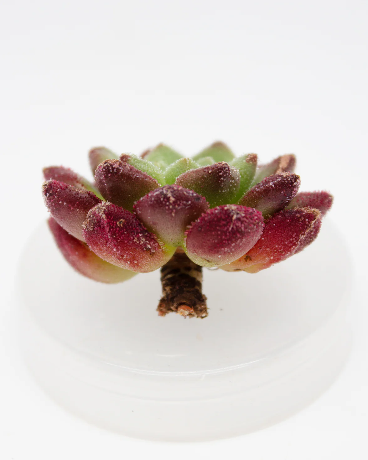 Echeveria Carol - Image 2