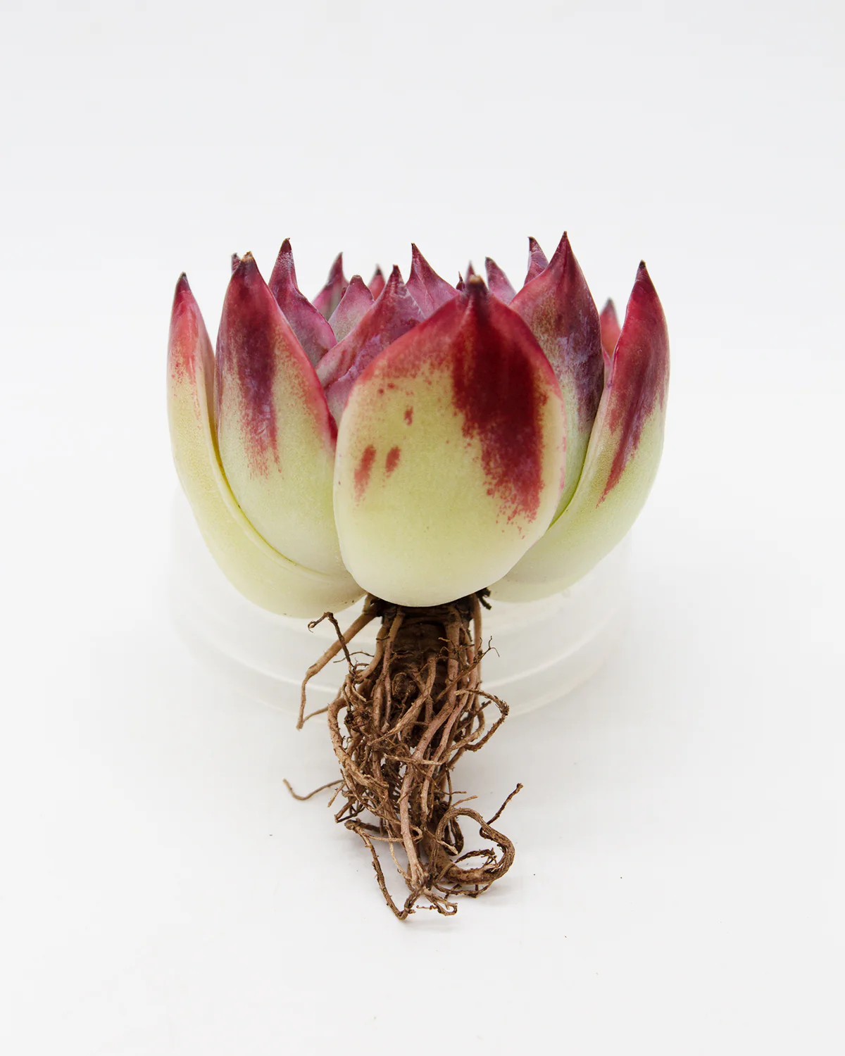 Echeveria Casio - Image 2