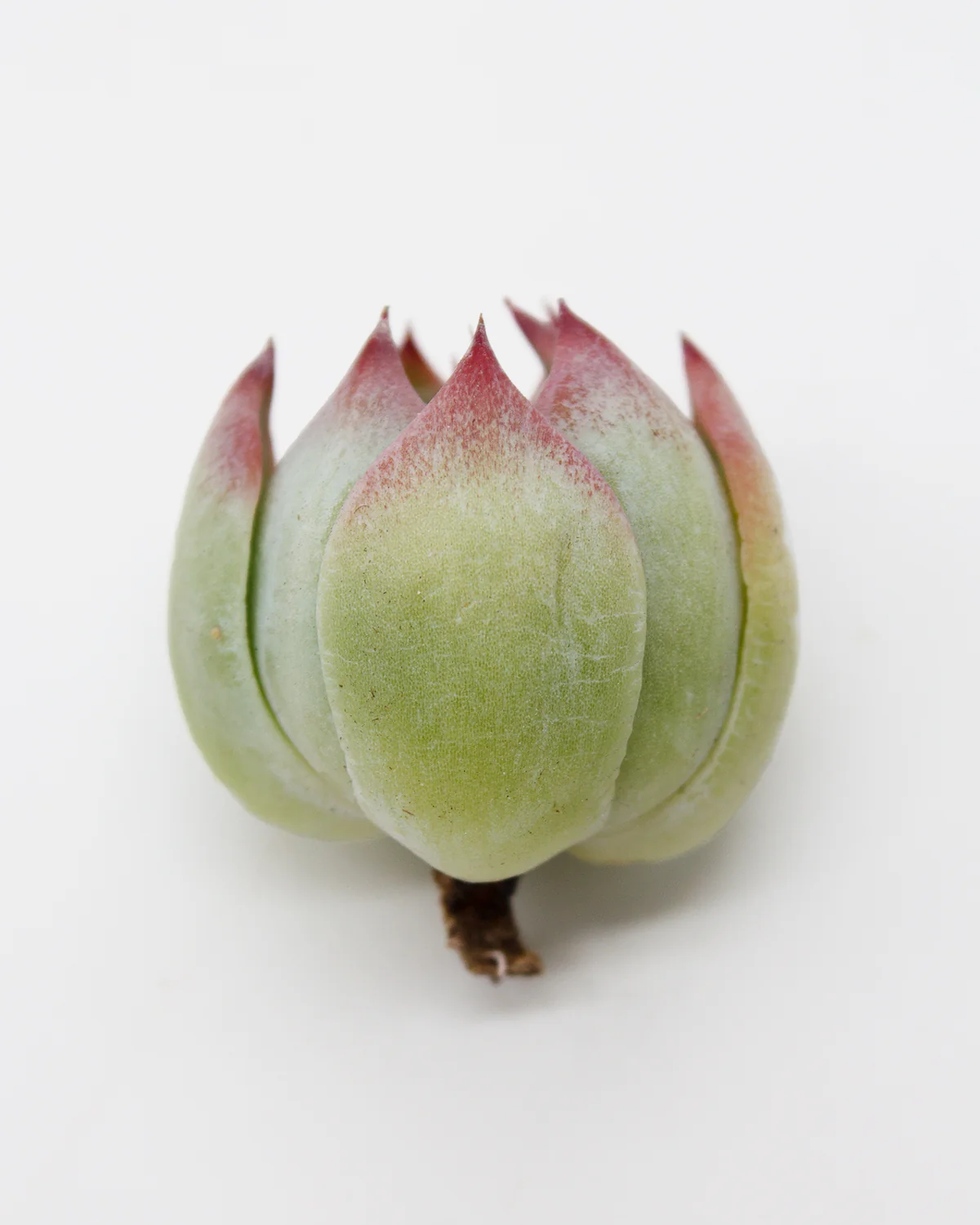Echeveria Casio - Image 4