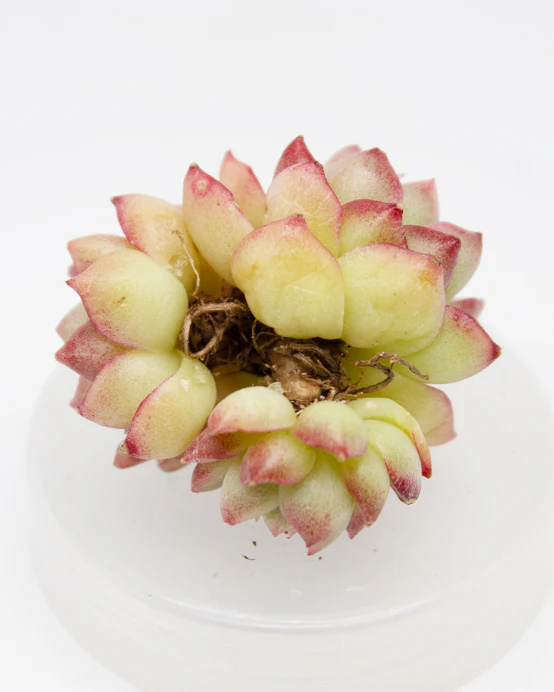 Echeveria Celebrity - Image 2