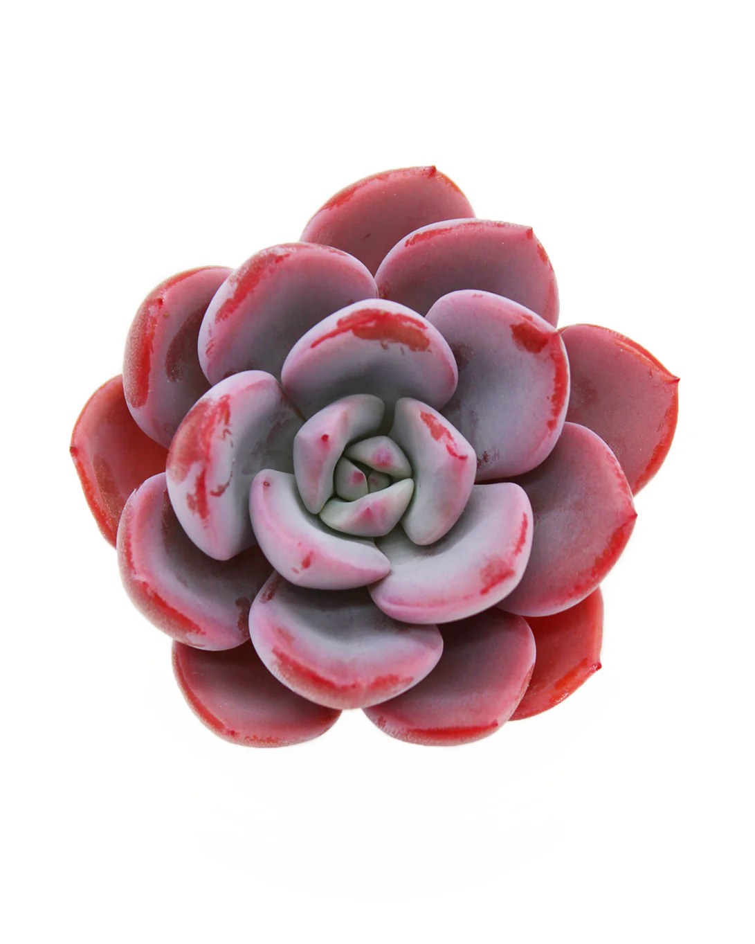 Echeveria CHARA
