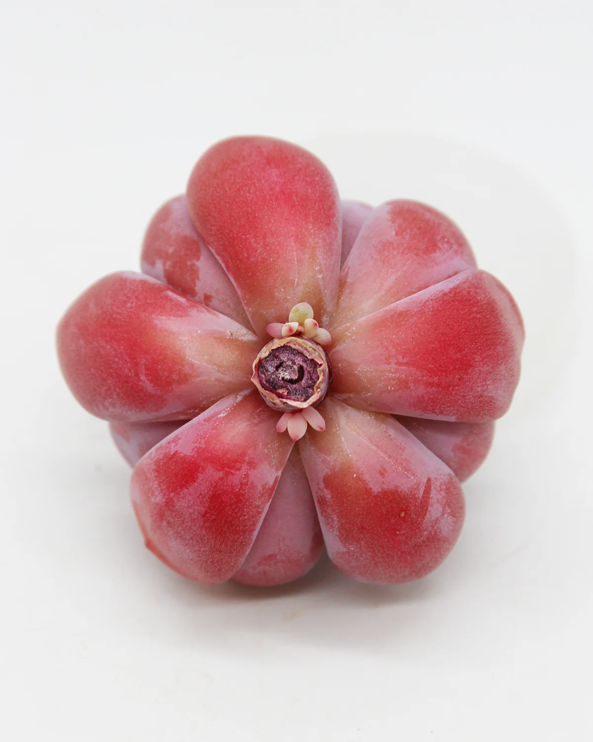 Echeveria CHARA - Image 2