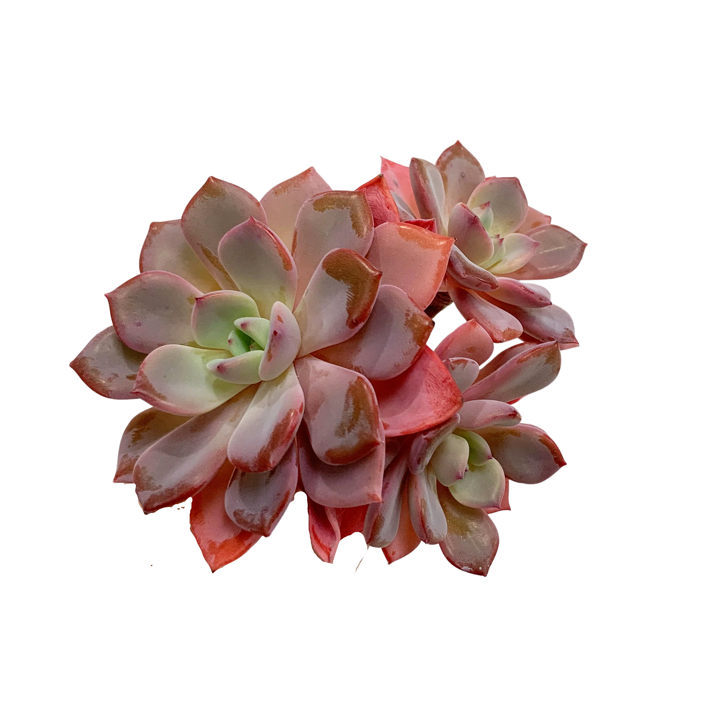 Echeveria CHARA - Image 3