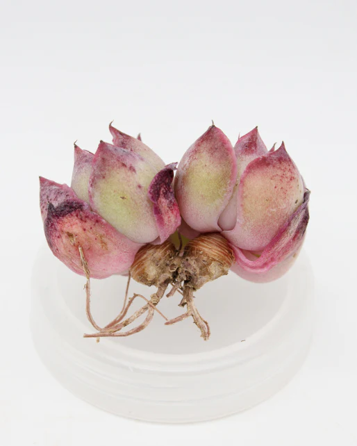 Echeveria Cherry Rasberry Ice - Image 2