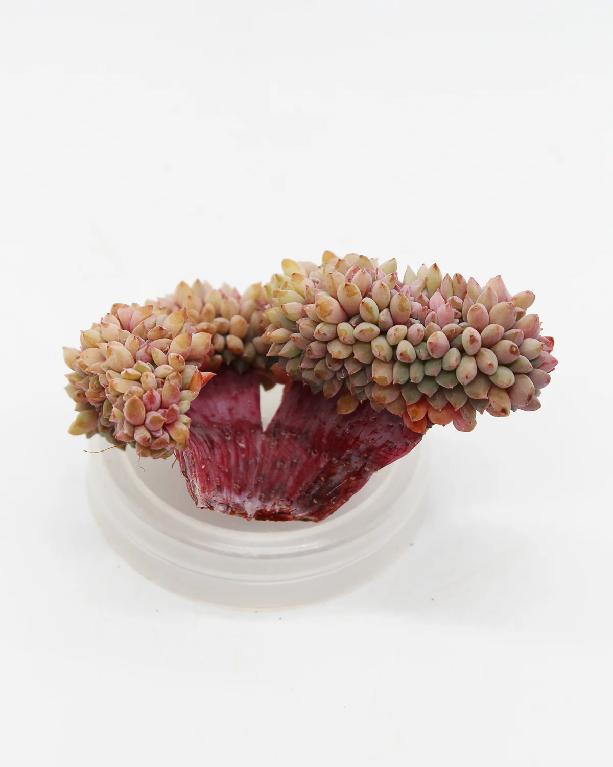 Echeveria Chrissy N - Image 4