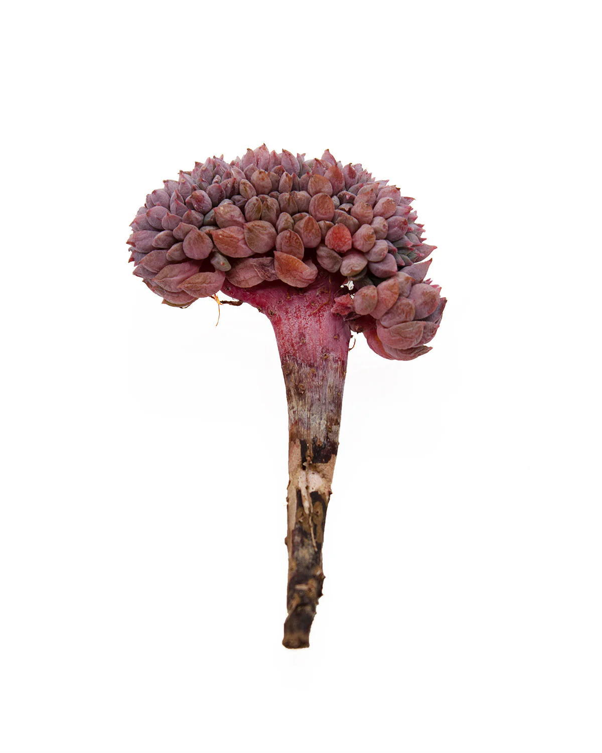 Echeveria Chrissy N - Image 6