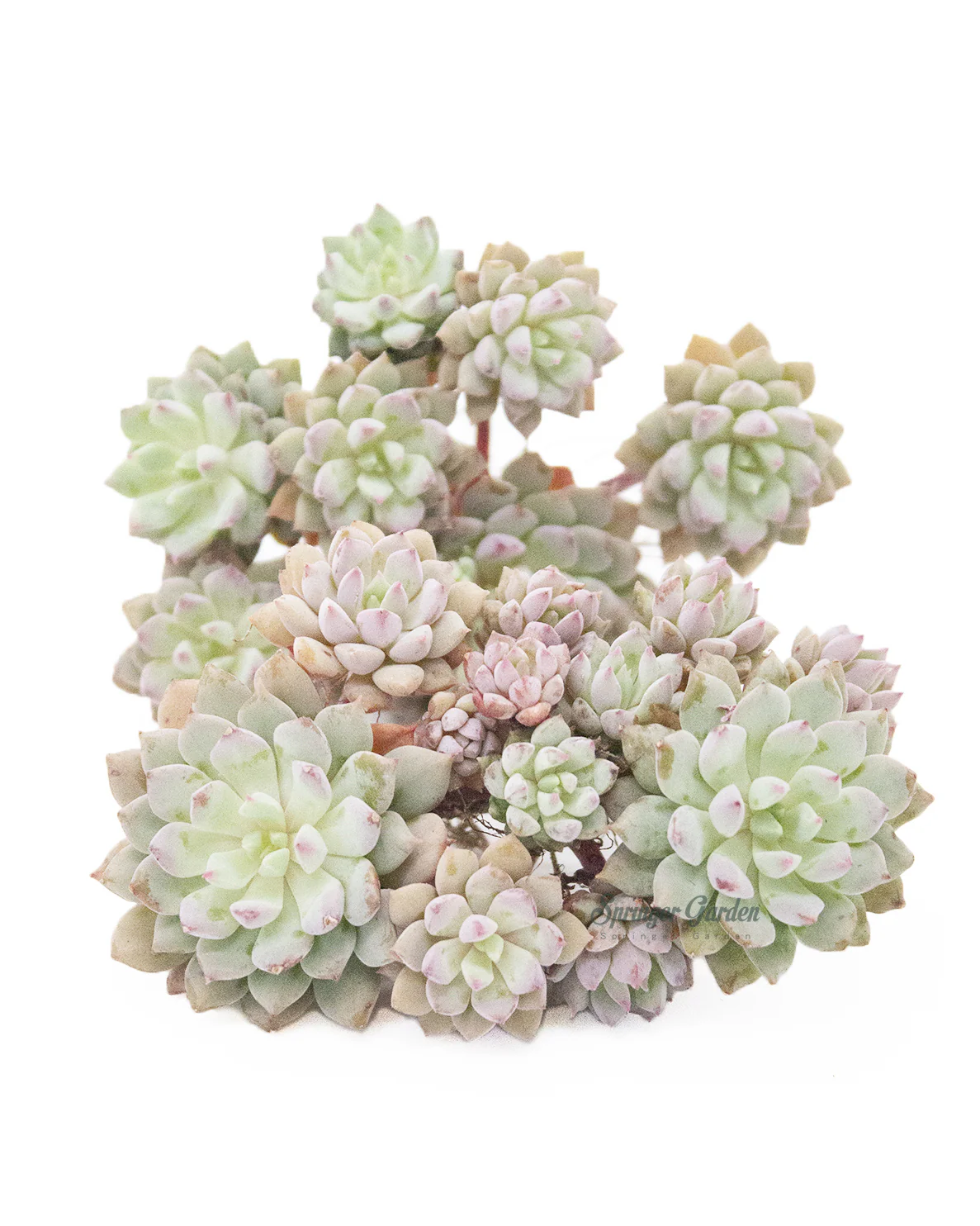 Echeveria ‘Chrissy n Ryan’ - Image 2