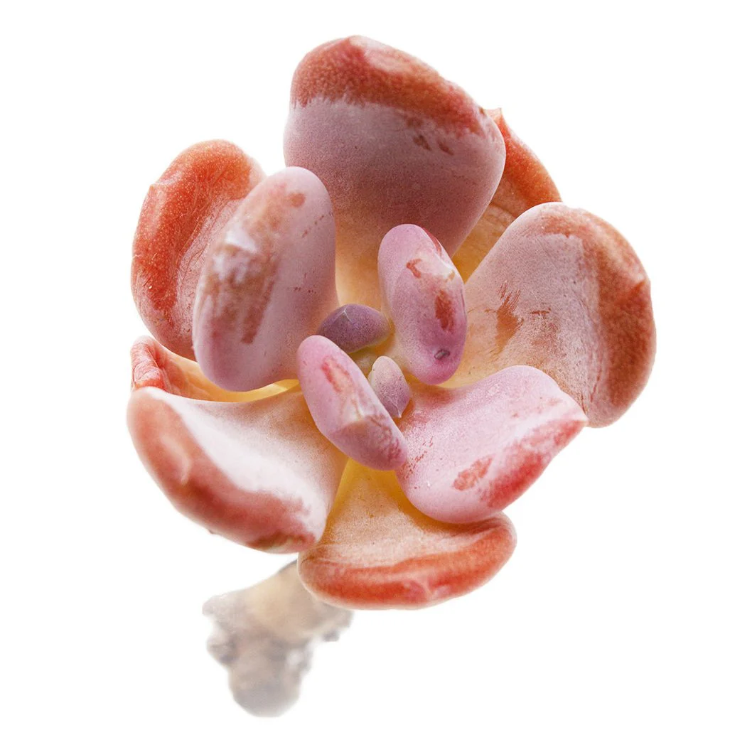 Echeveria Cinderella - Image 2
