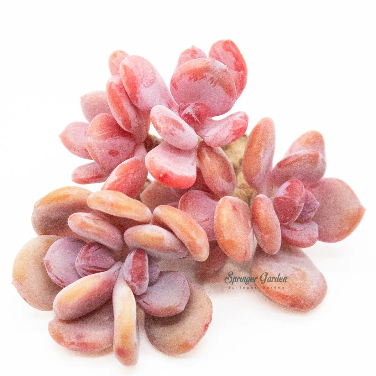 Echeveria Cinderella - Image 3