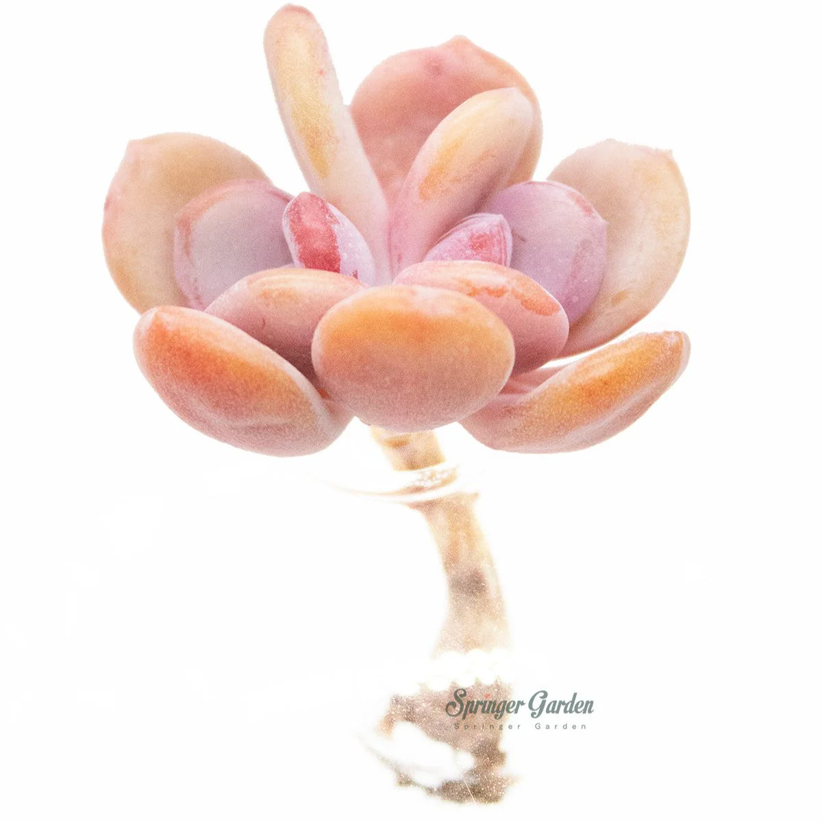 Echeveria Cinderella - Image 4