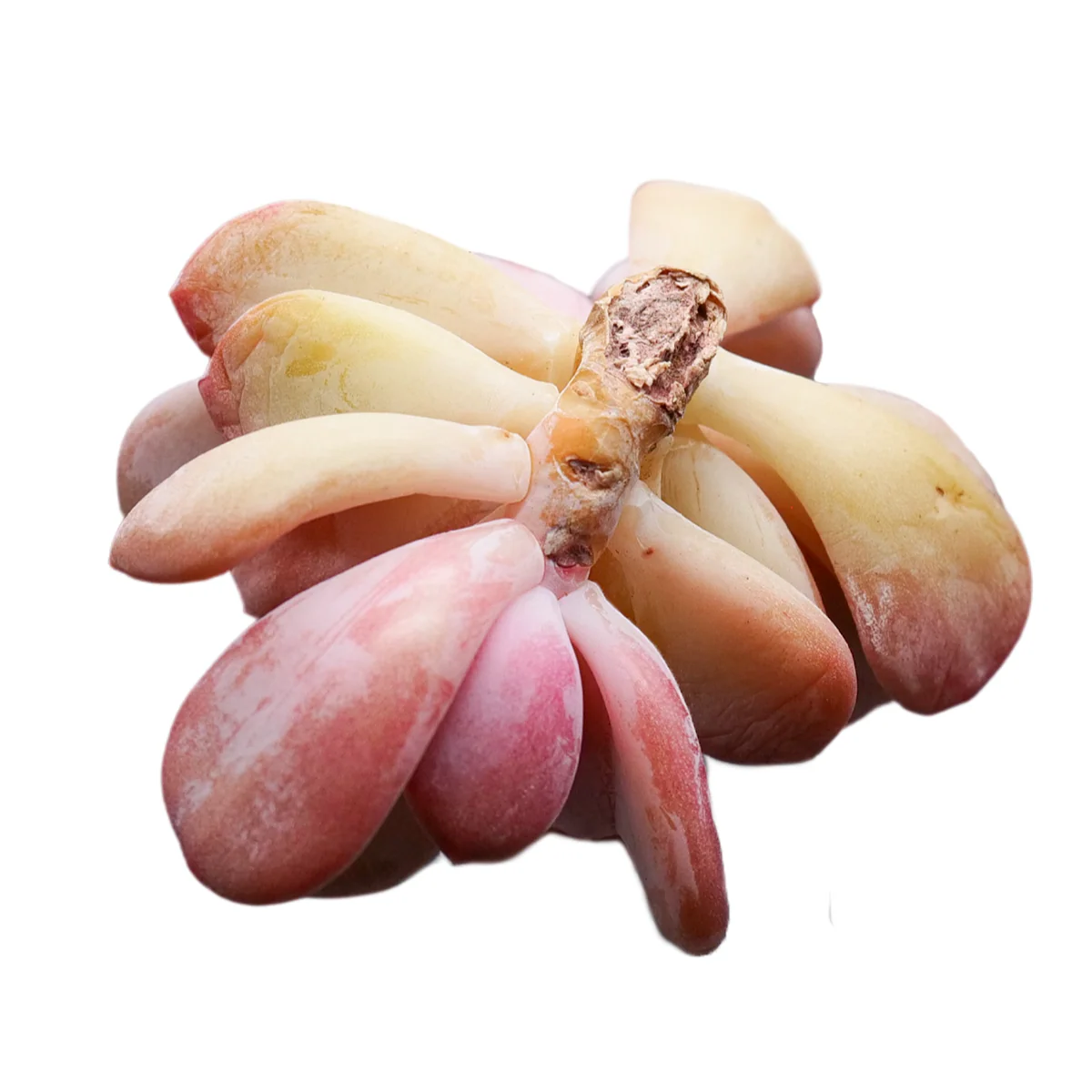 Echeveria Cinderella - Image 5