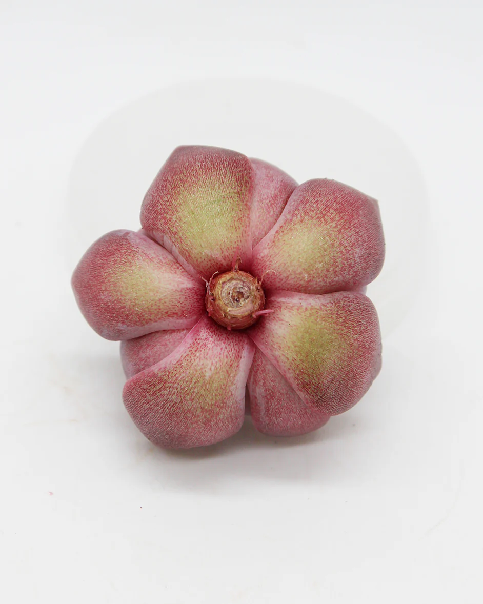Echeveria Cindy - Image 2