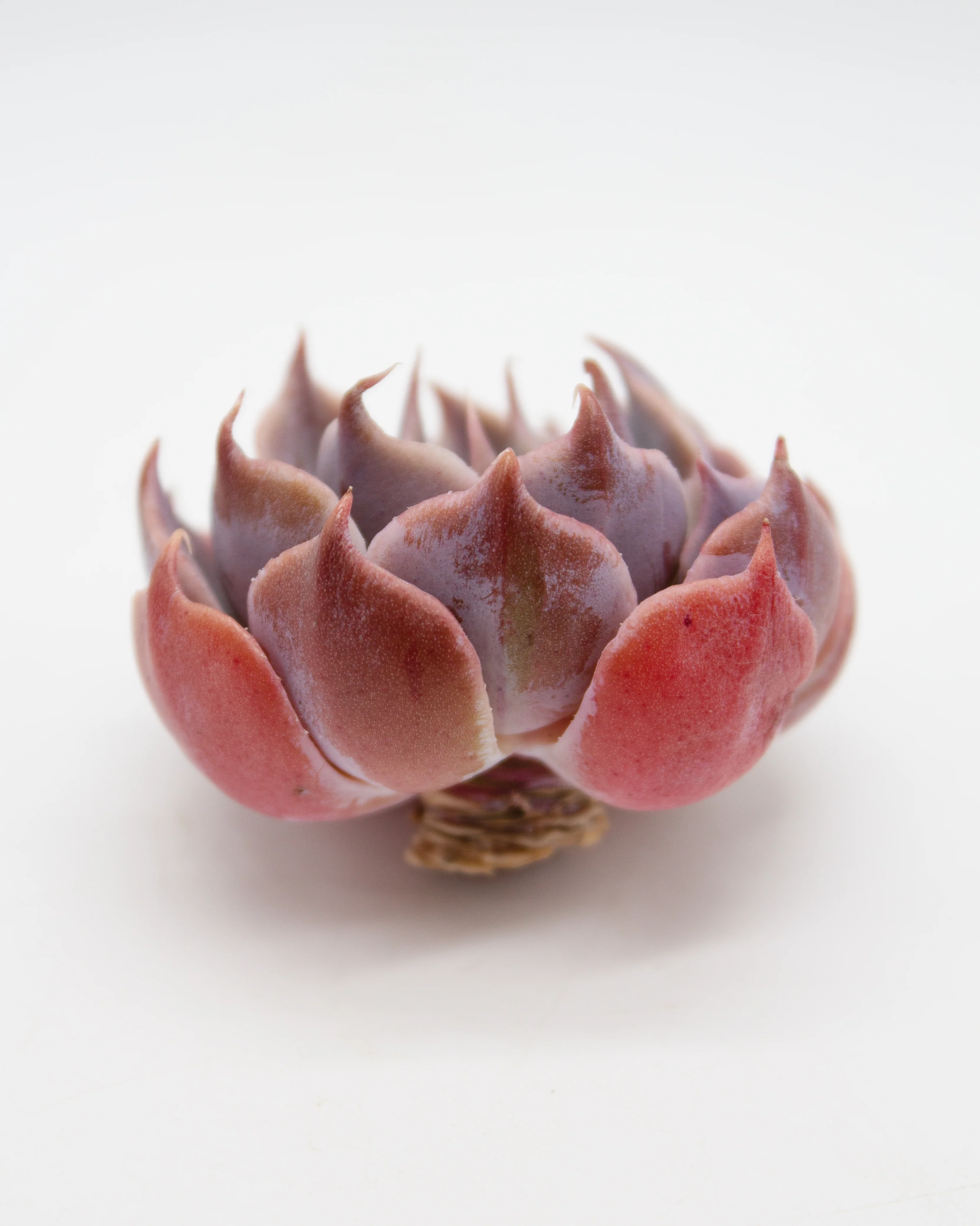 Echeveria Color Liner - Image 2