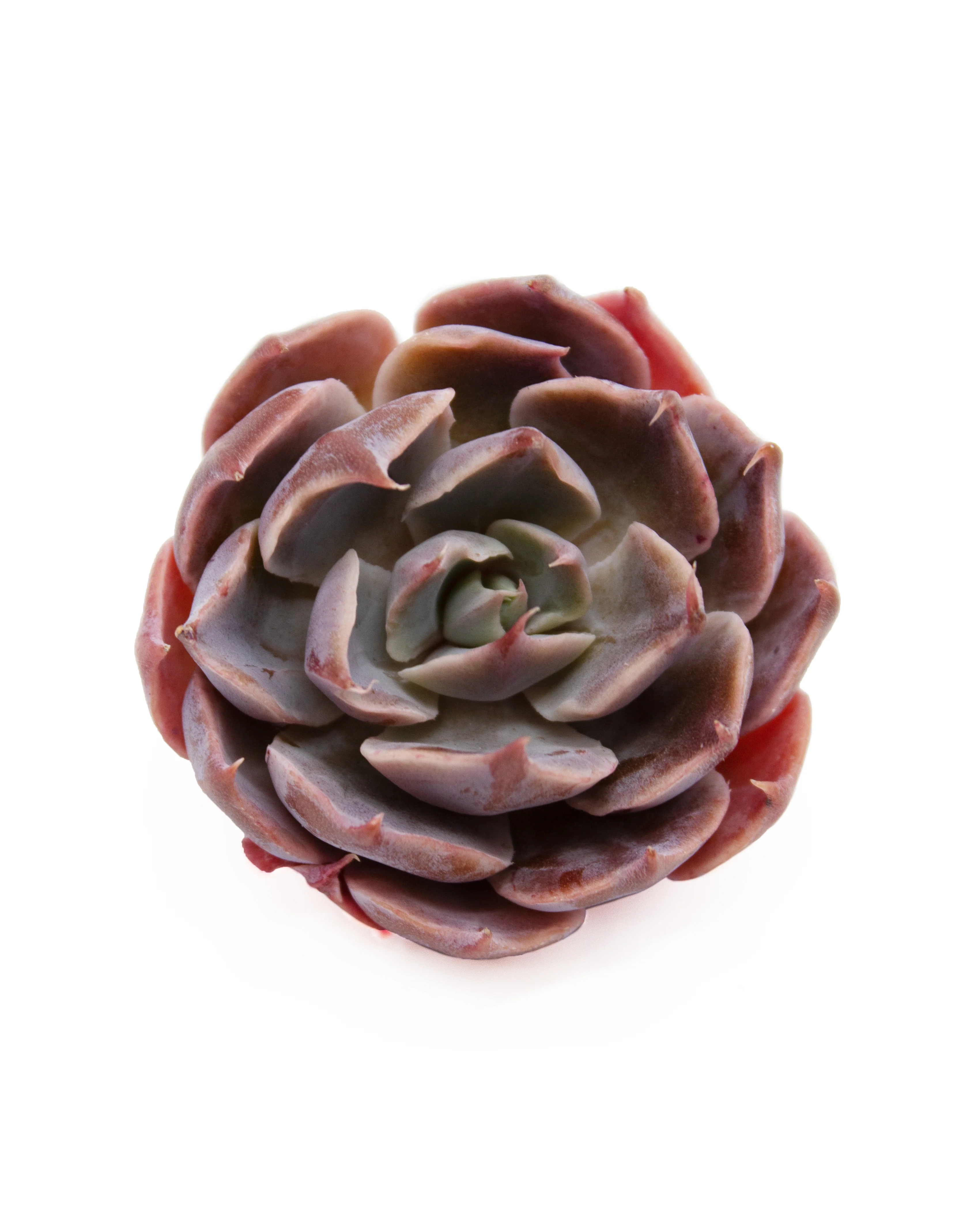 Echeveria Color Liner - Image 3