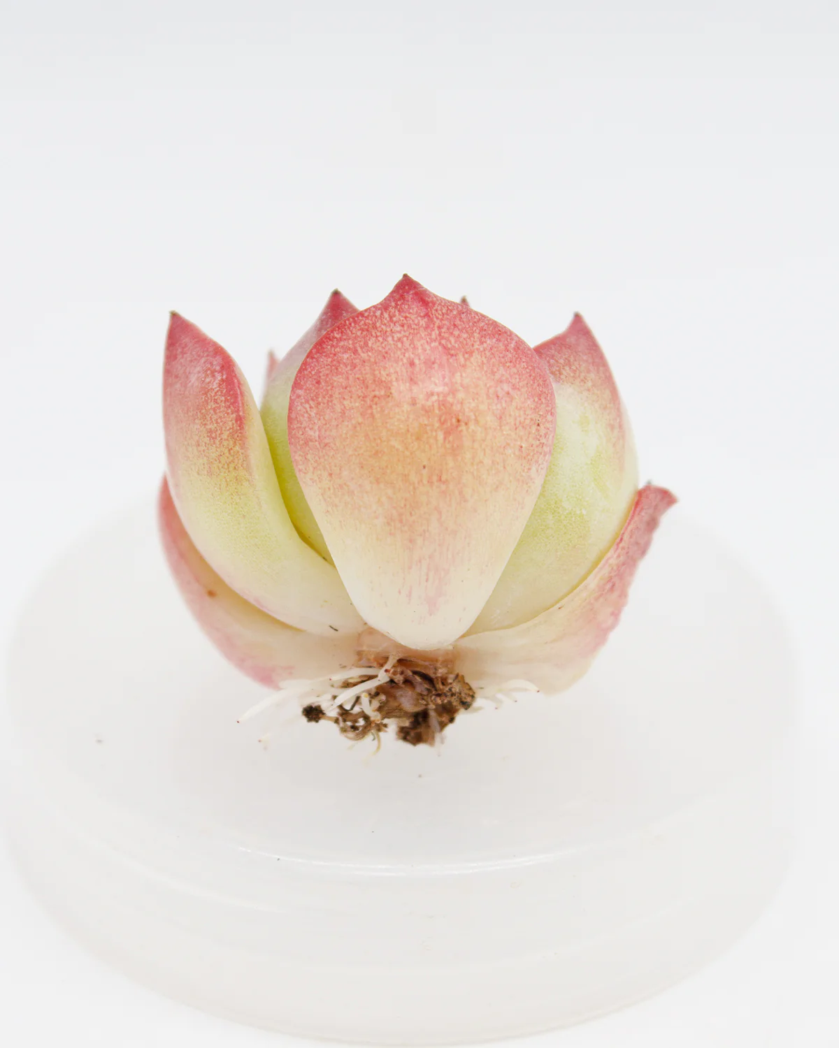 Echeveria Color Rays - Image 2