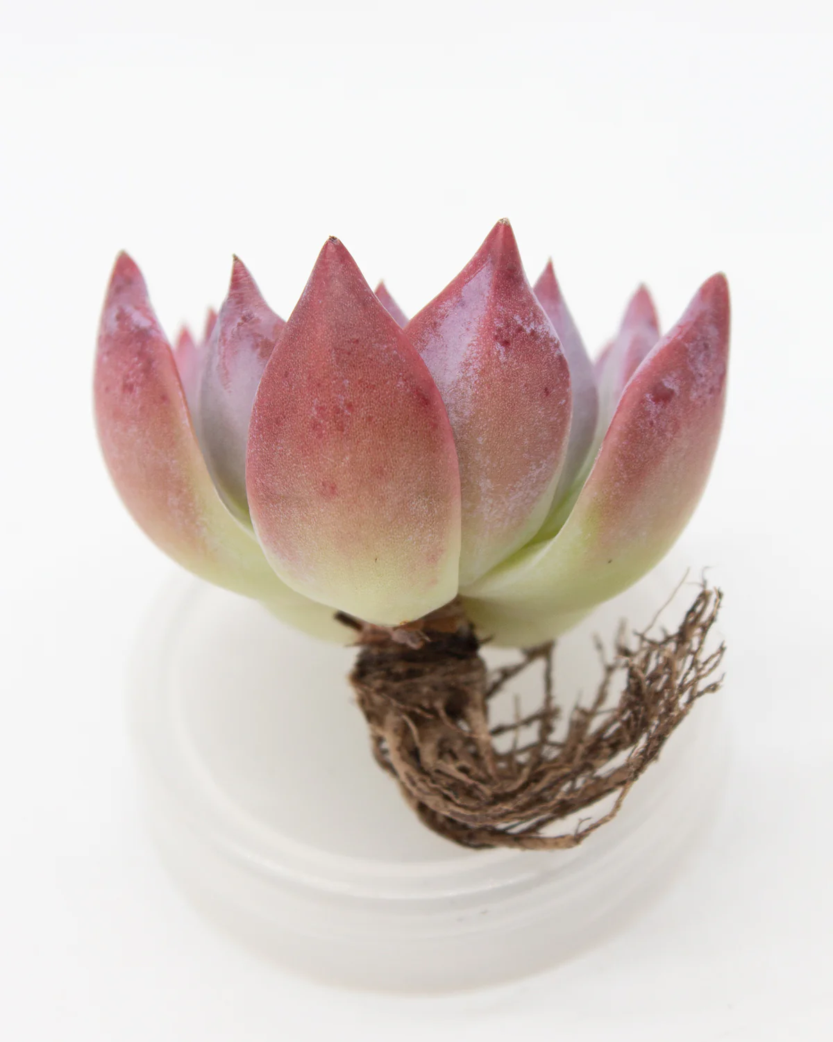Echeveria Colorata - Image 2