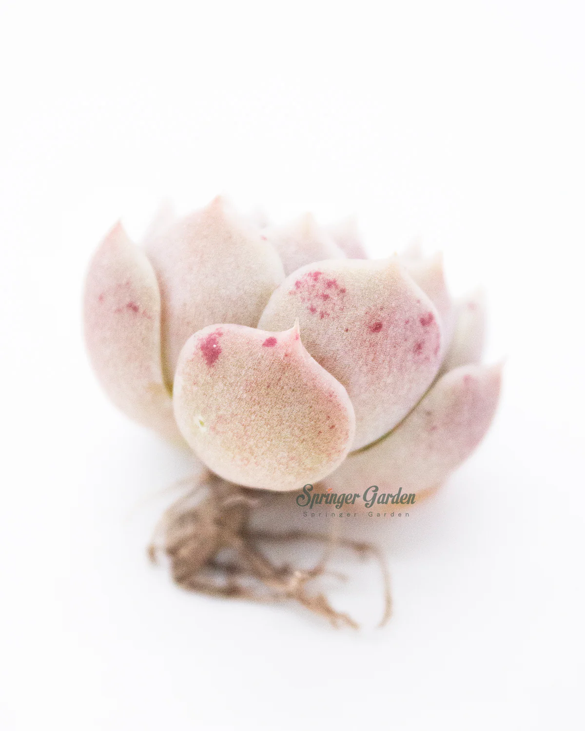 Echeveria Colina - Image 2