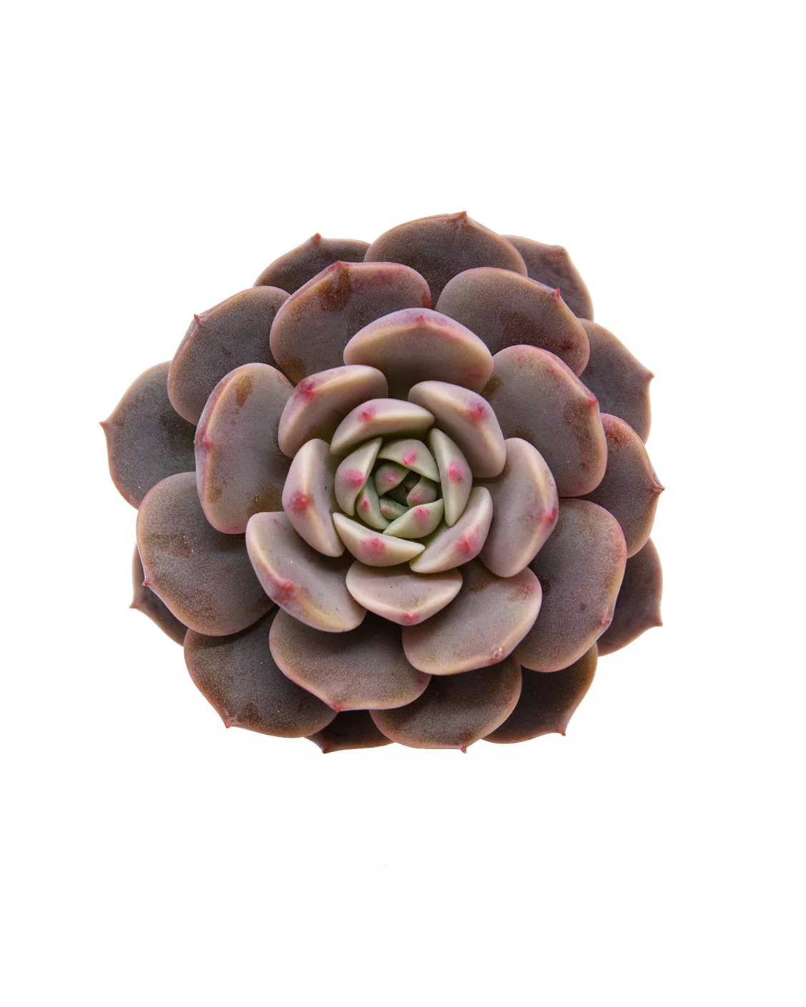 Echeveria Cosmos - Image 3