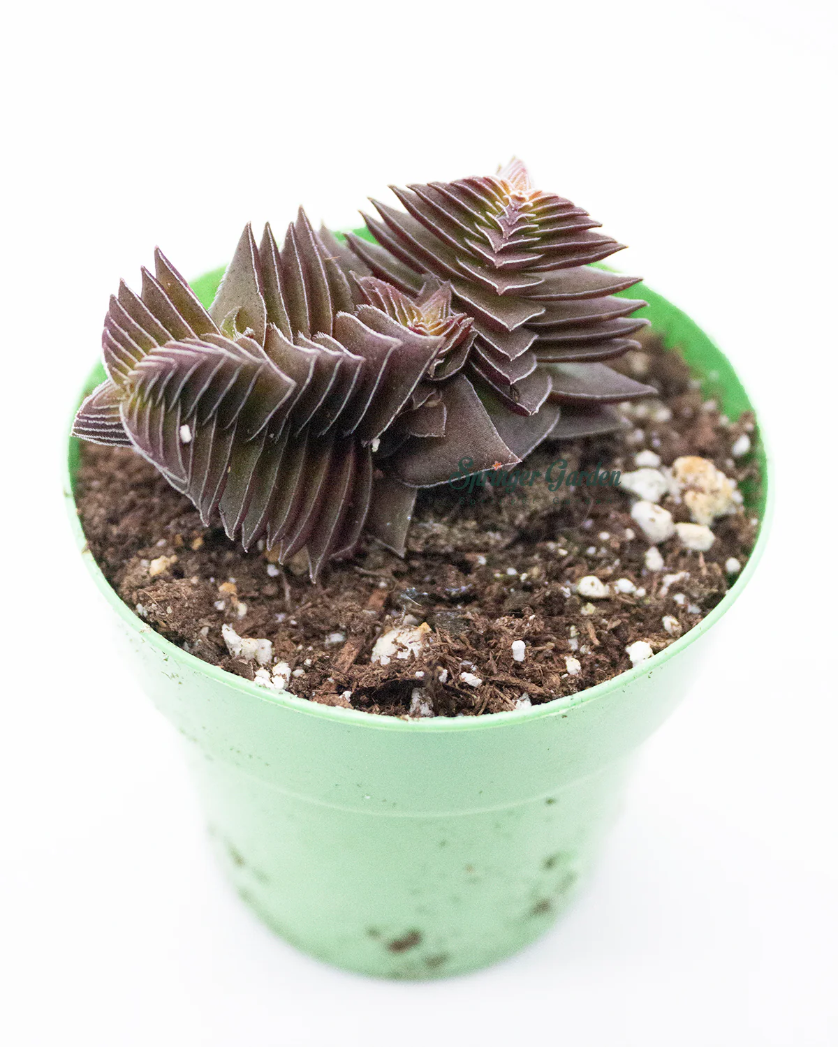 Crassula Corymbulosa Red Pagoda Village - Image 2