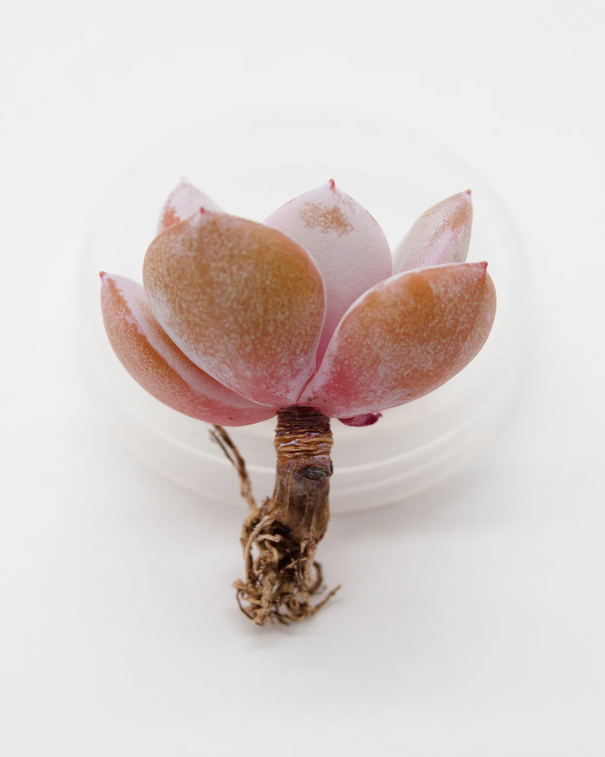 Echeveria Cream Tea - Image 2