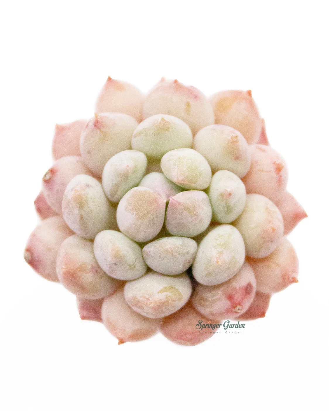 Pachyveria Crown Ball