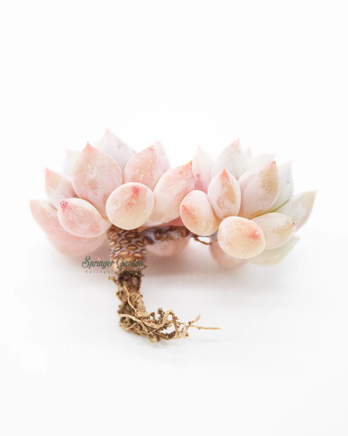 Pachyveria Crown Ball - Image 4