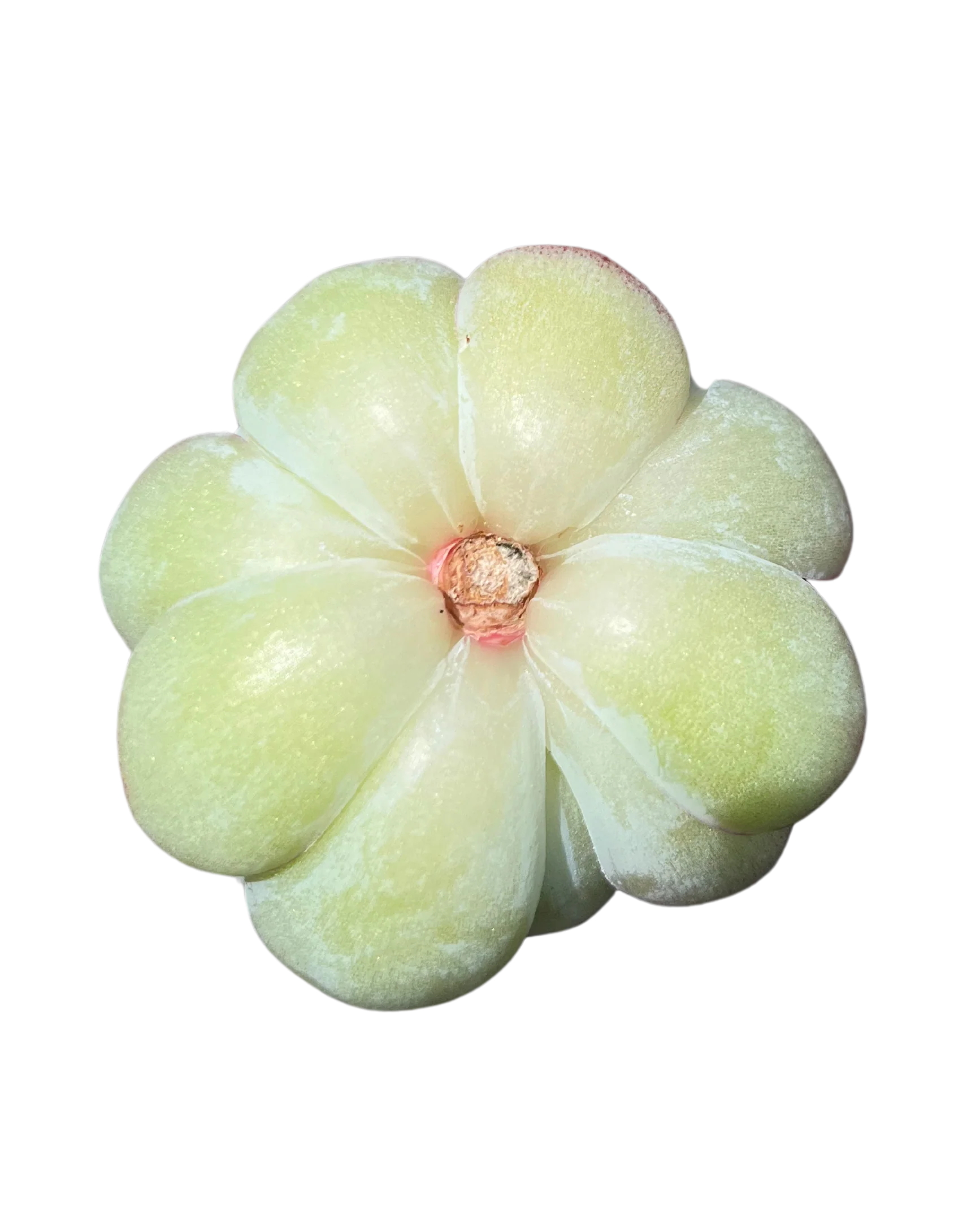 Echeveria Crystal - Image 2