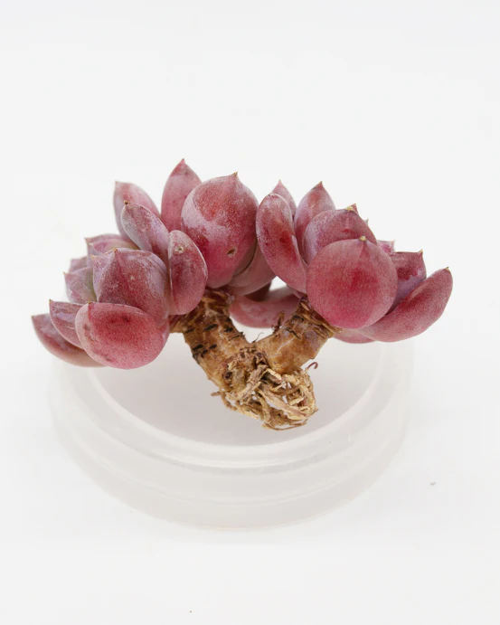 Echeveria Crystal Amber - Image 2
