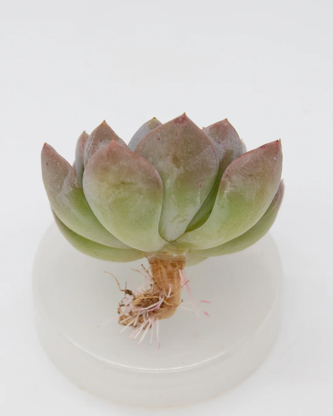 Echeveria Crystal Amber - Image 2