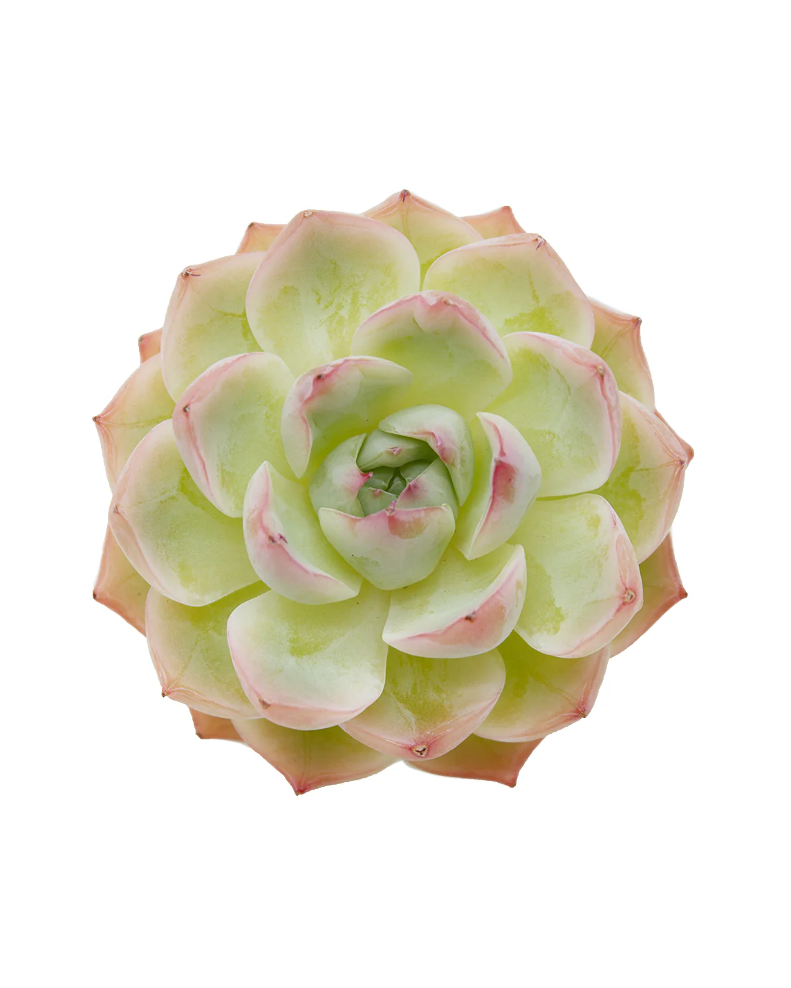Echeveria Crystal Rose