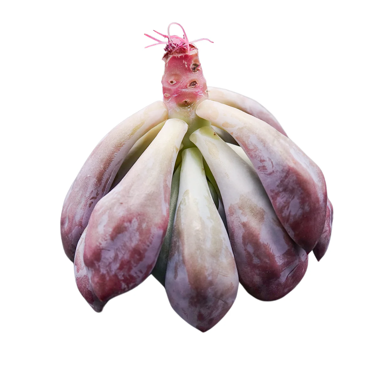 Echeveria Cupid - Image 2