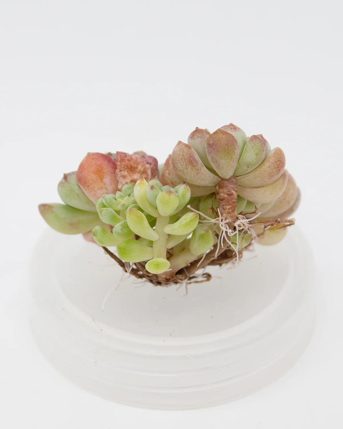 Echeveria Cute Bean - Image 2