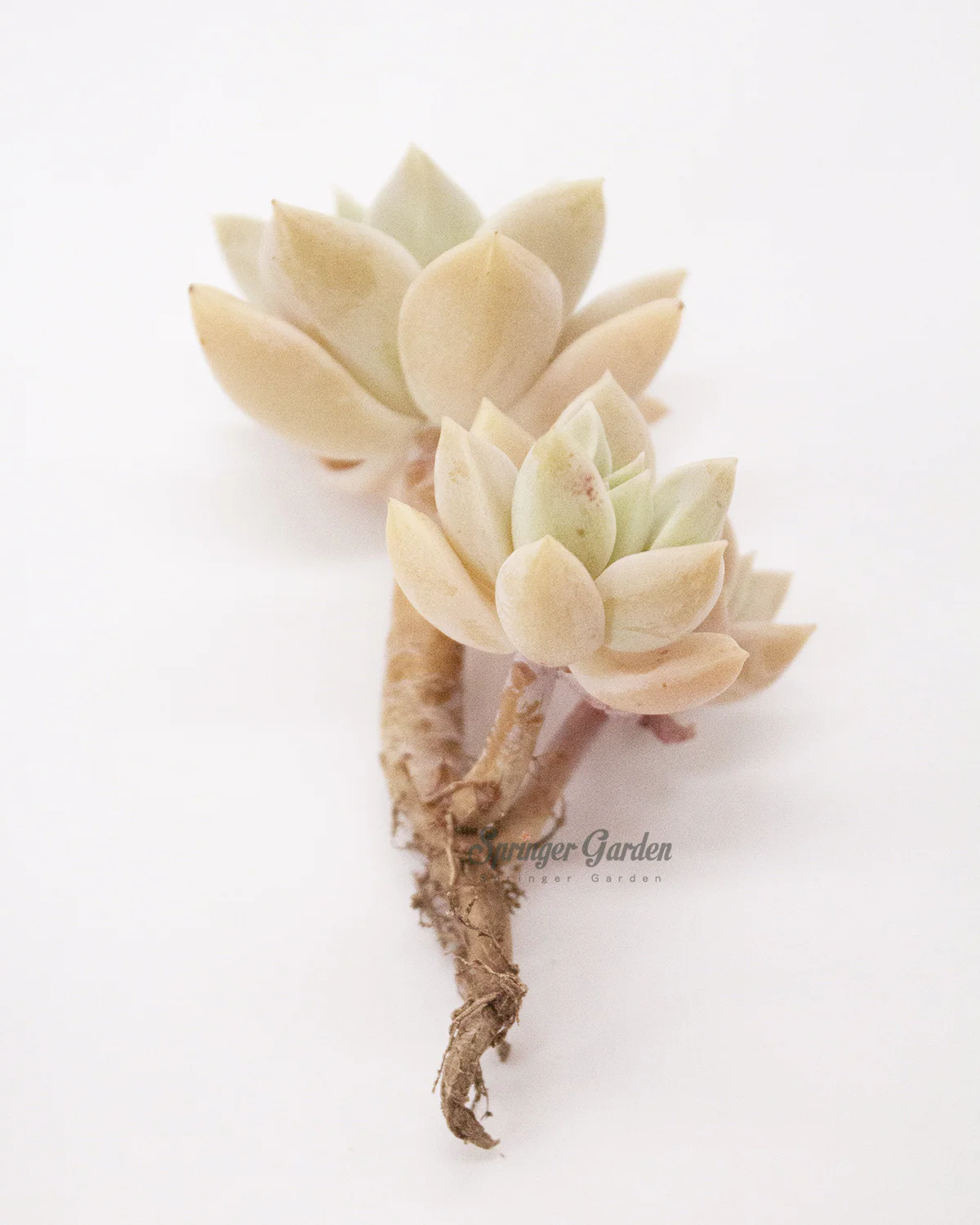 Echeveria cv. Ginguren - Image 2