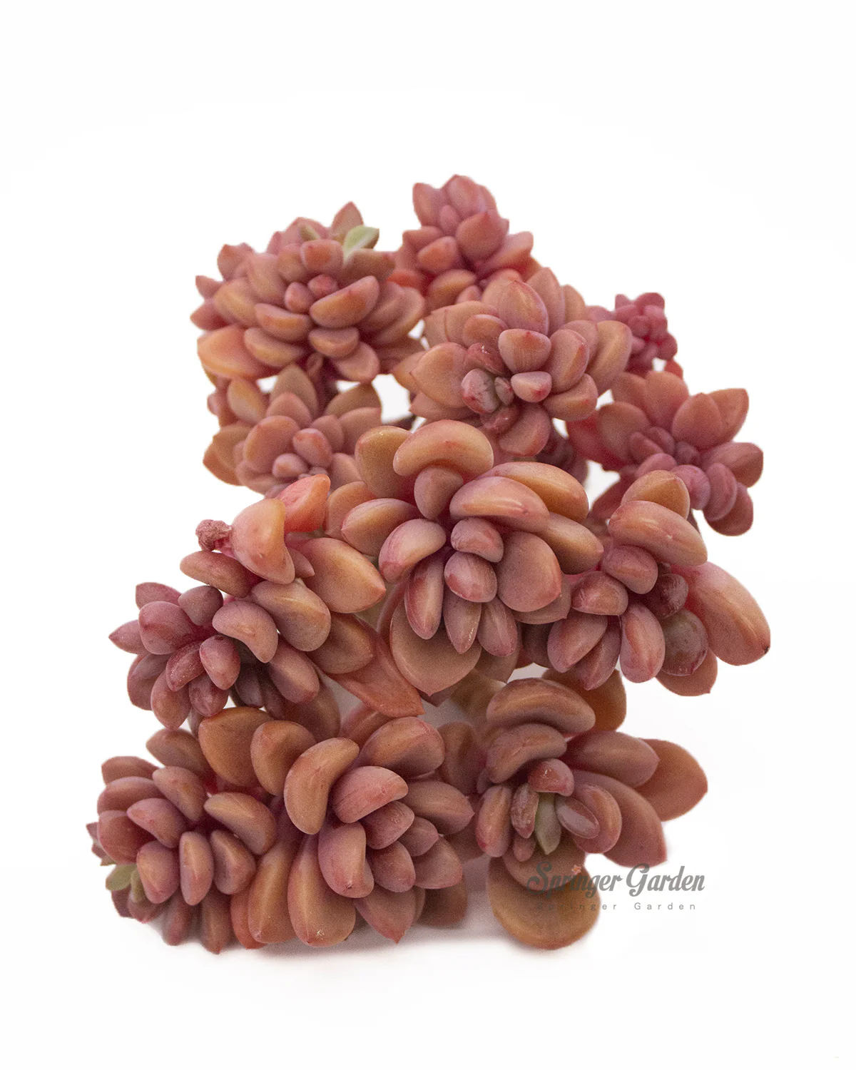 Echeveria cv Rezry - Image 2