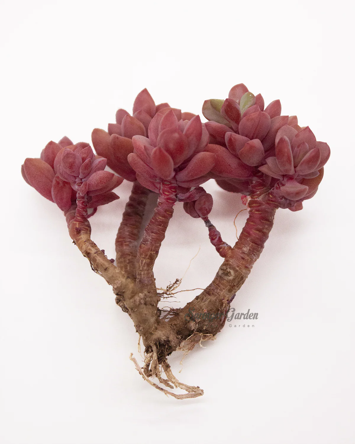 Echeveria cv Rezry - Image 4