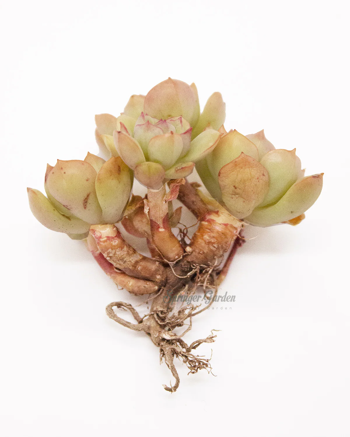 Echeveria cv. Victor - Image 2