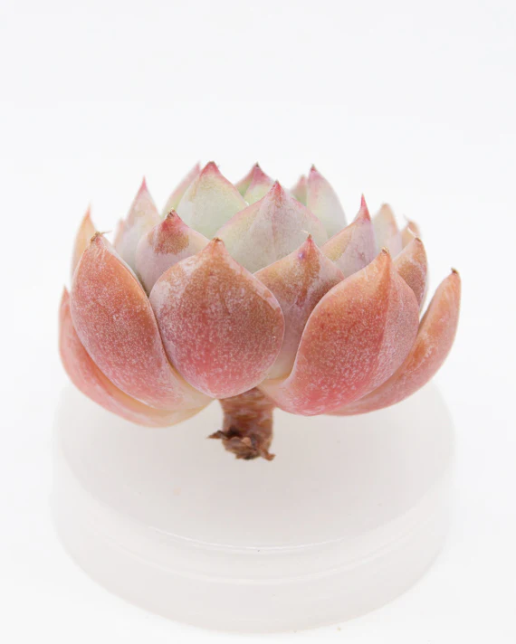 Echeveria Dailydale - Image 2