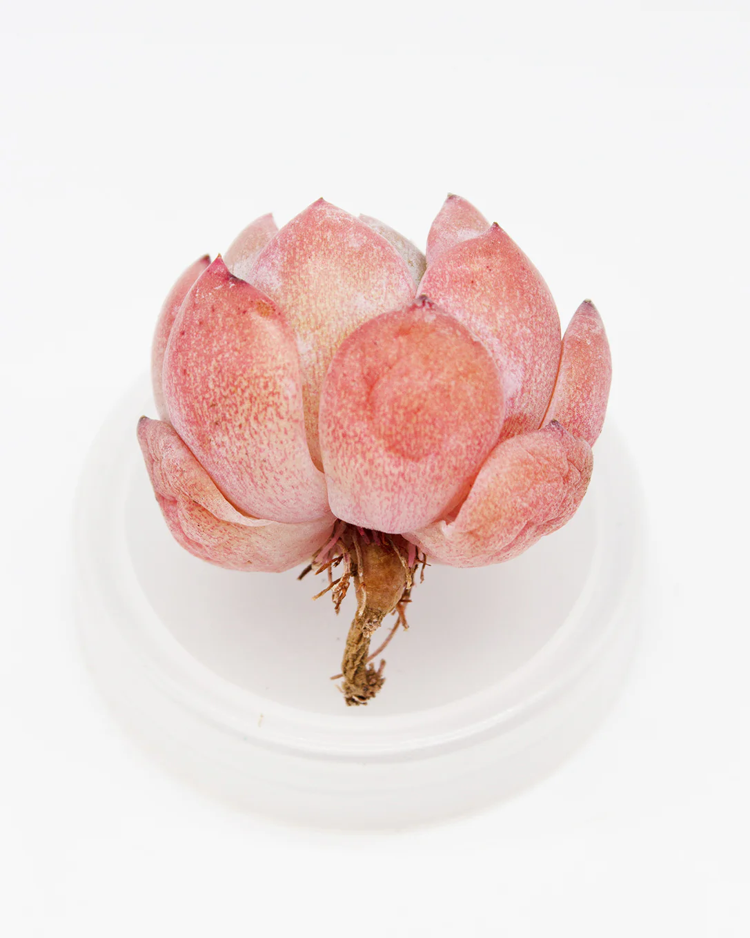 Echeveria Dancing Queen - Image 2