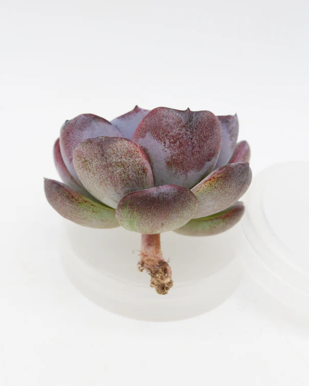 Echeveria Dark Opal - Image 2