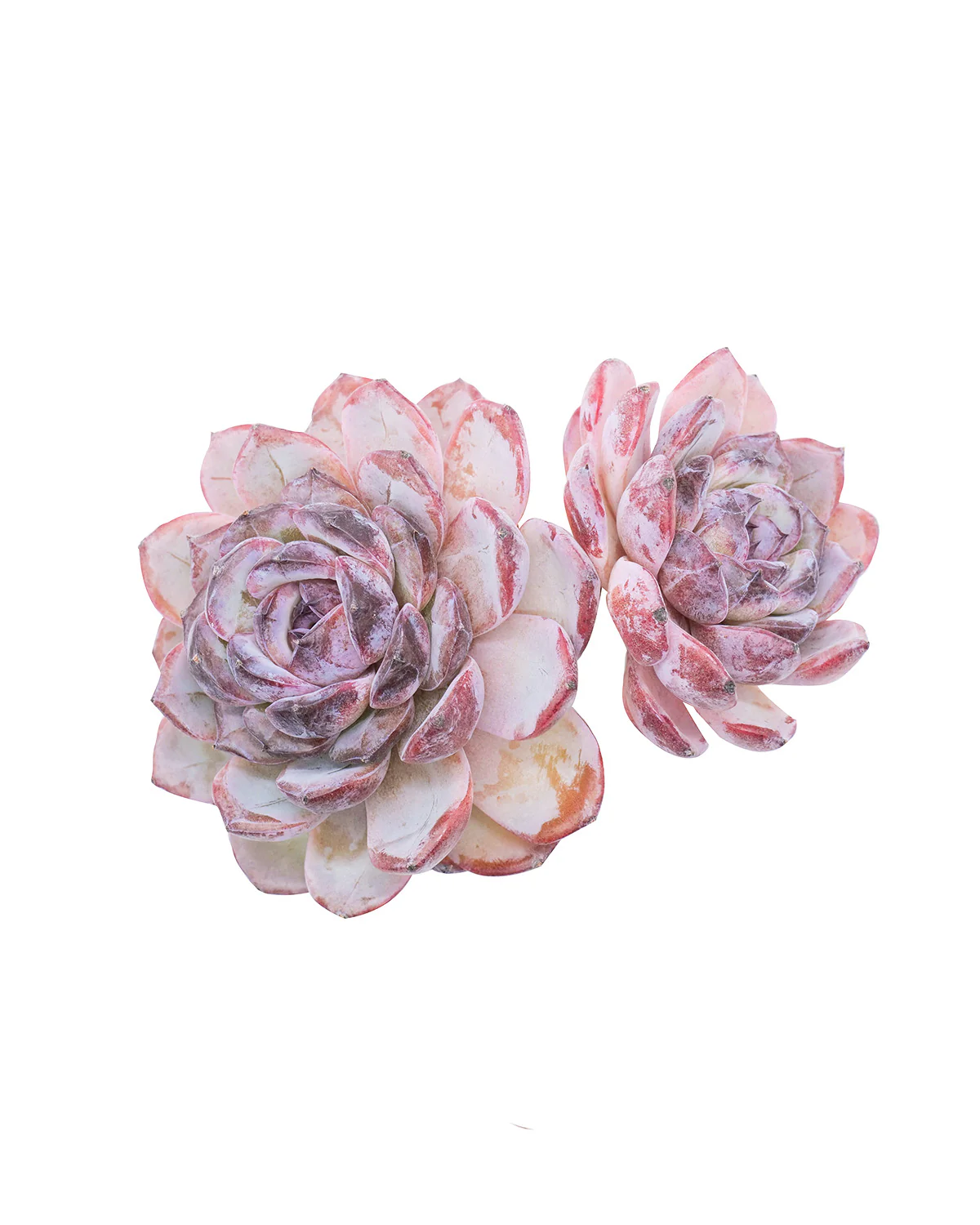 Echeveria Dark Opal - Image 3