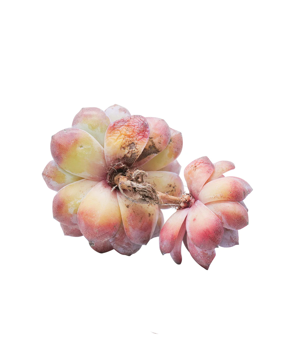 Echeveria Dark Opal - Image 4