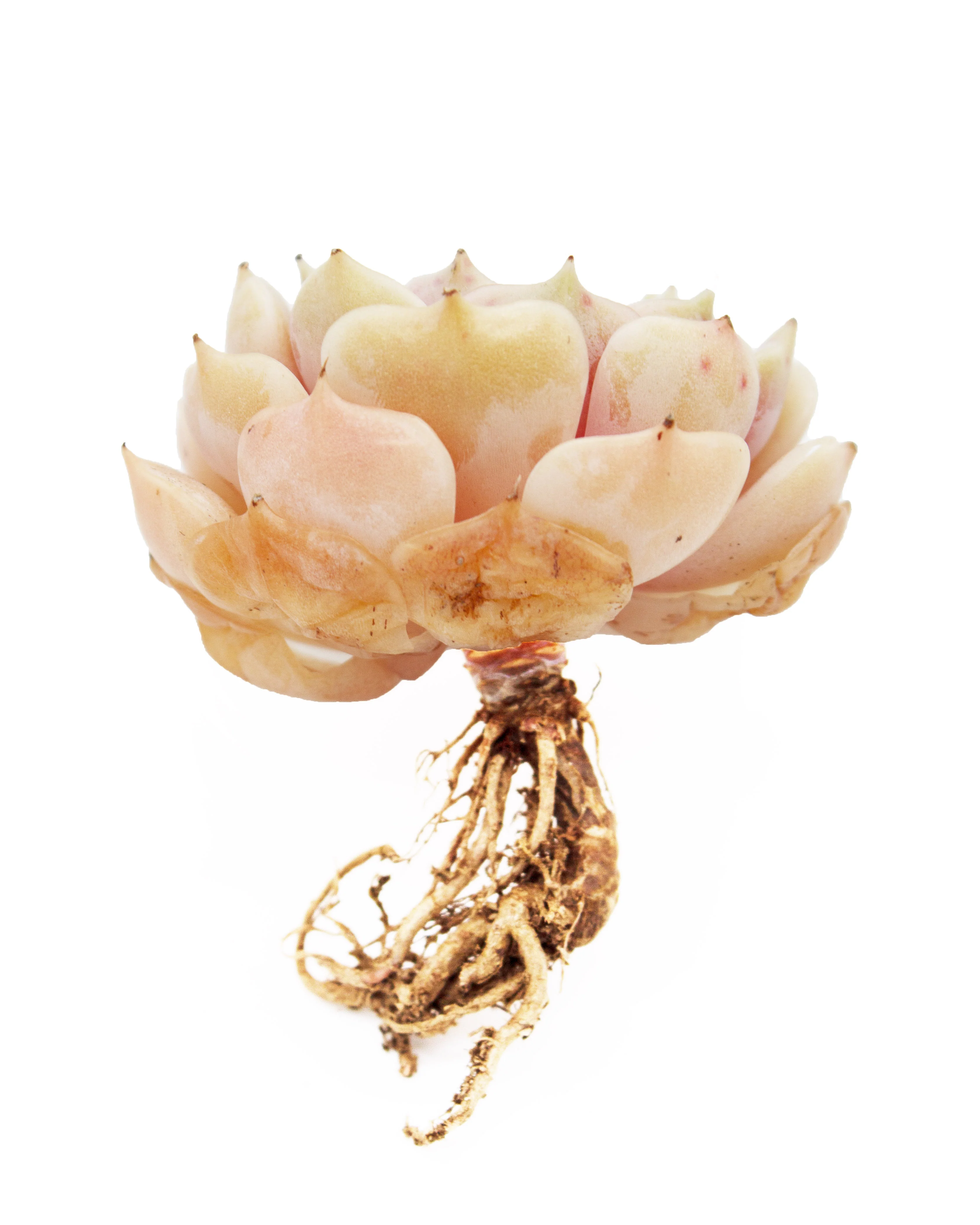 Echeveria Derenceana(lola) - Image 2