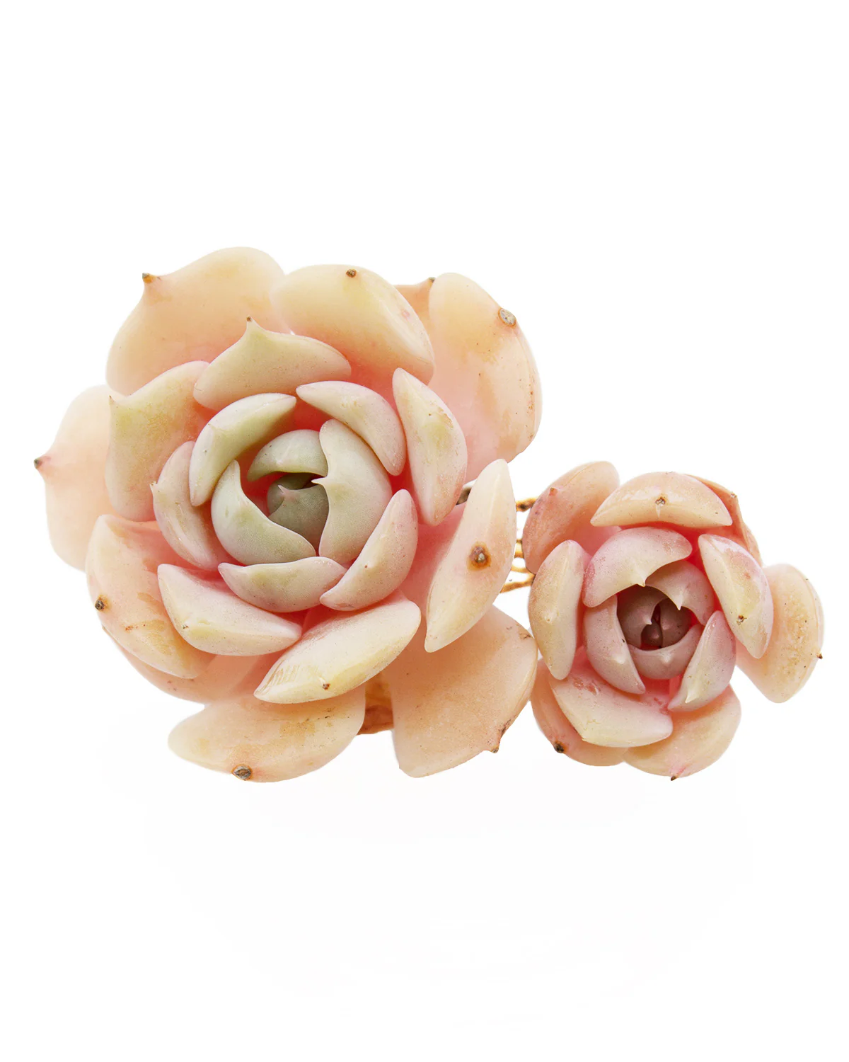 Echeveria Derenceana(lola) - Image 3