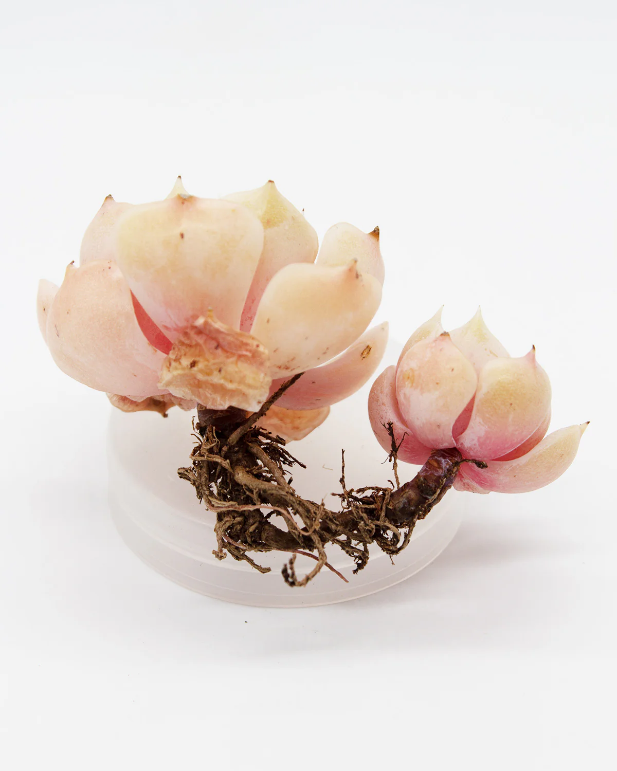 Echeveria Derenceana(lola) - Image 4