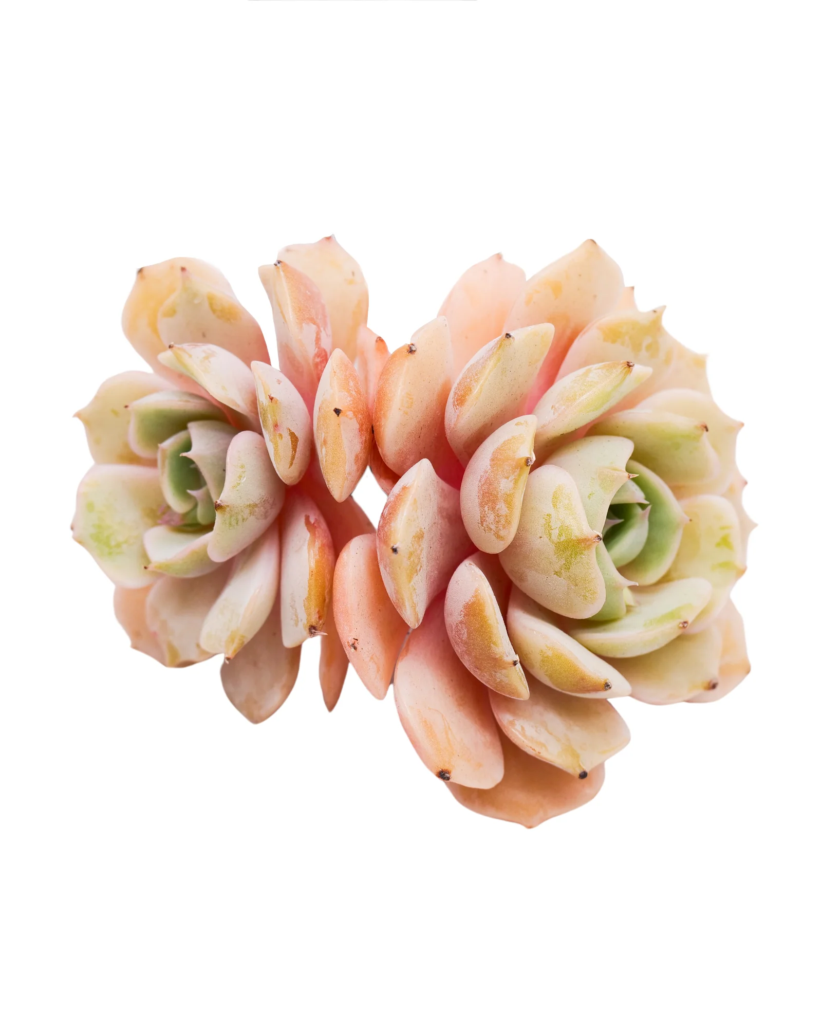 Echeveria Derenceana(lola) - Image 5