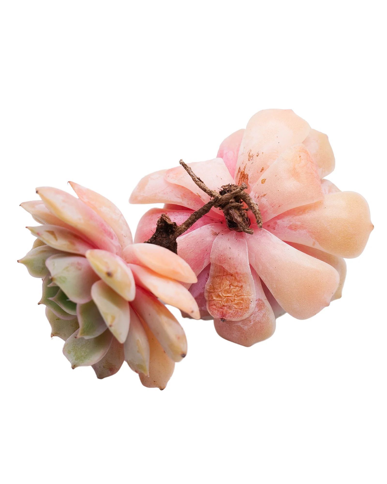 Echeveria Derenceana(lola) - Image 6