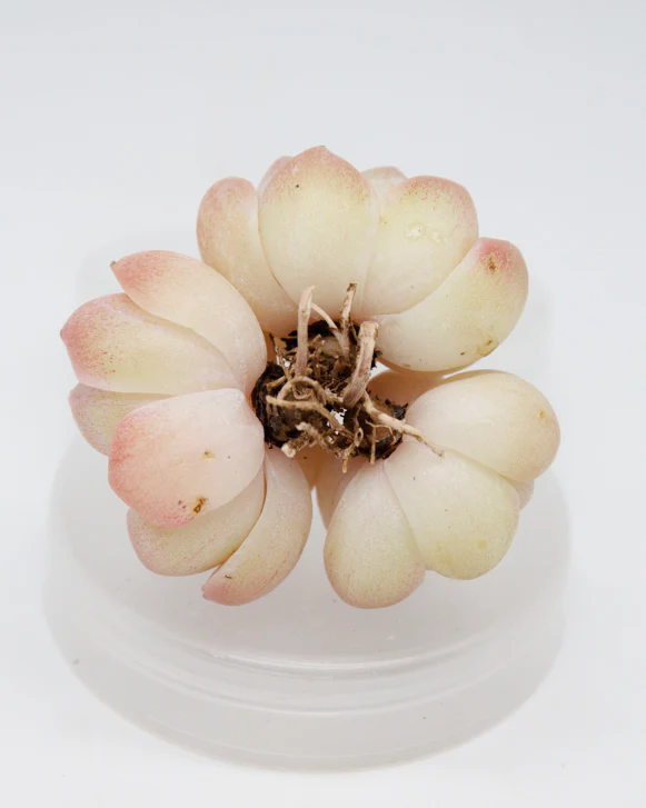 Echeveria Desire - Image 3