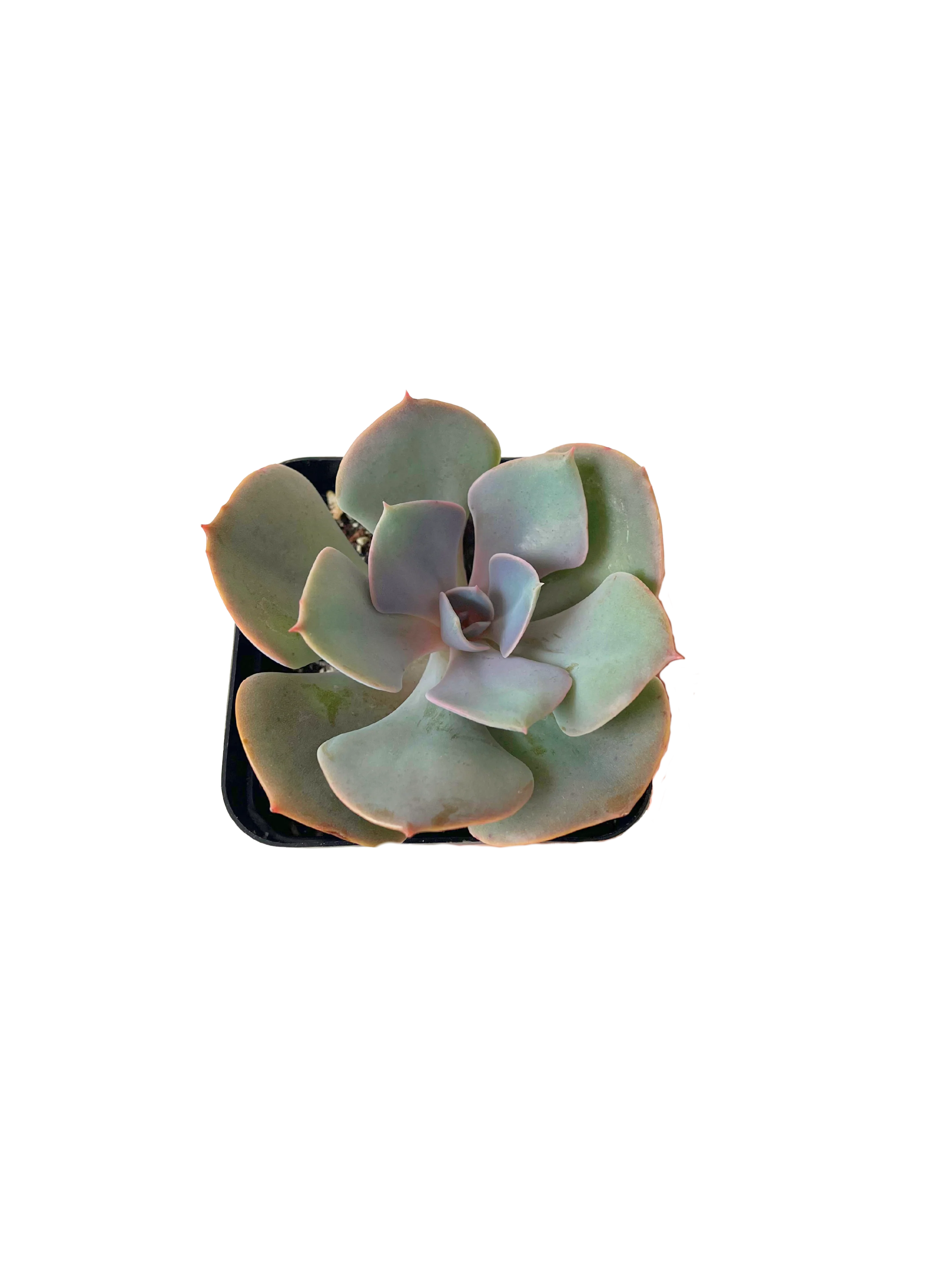 Echeveria Dusty Rose
